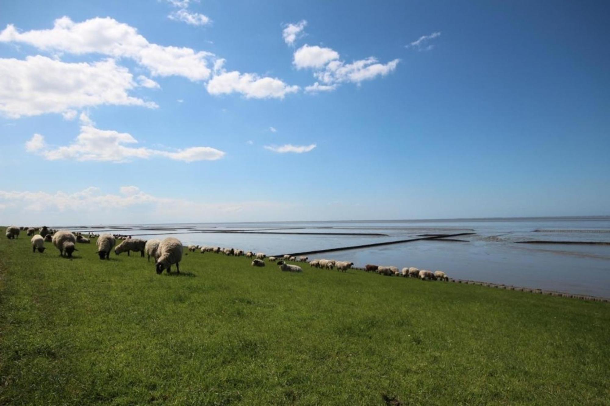 Kleine Nordseewelle Ohne Hund Norden Dış mekan fotoğraf
